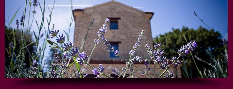 L'Alboreto Salvatico Homestay Serra San Quirico Exteriér fotografie